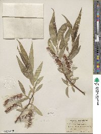 Salix lucida subsp. lasiandra image