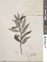 Salix lucida subsp. lasiandra image