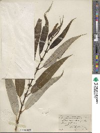 Salix lucida image