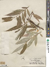 Salix lucida subsp. lasiandra image