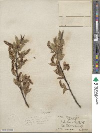 Salix lucida subsp. lasiandra image