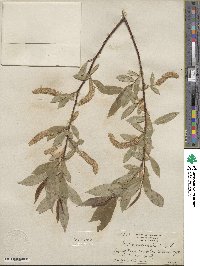 Salix lucida subsp. lasiandra image