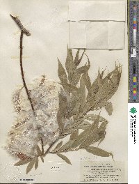 Salix lucida subsp. lasiandra image