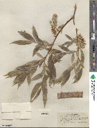 Salix lucida image