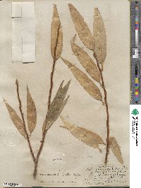 Salix lucida image