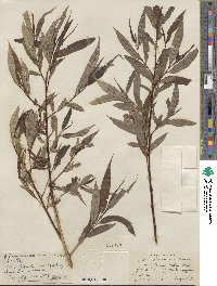 Salix lucida subsp. lasiandra image