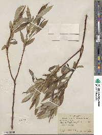 Salix lucida subsp. lasiandra image