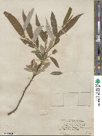 Salix lucida subsp. lasiandra image