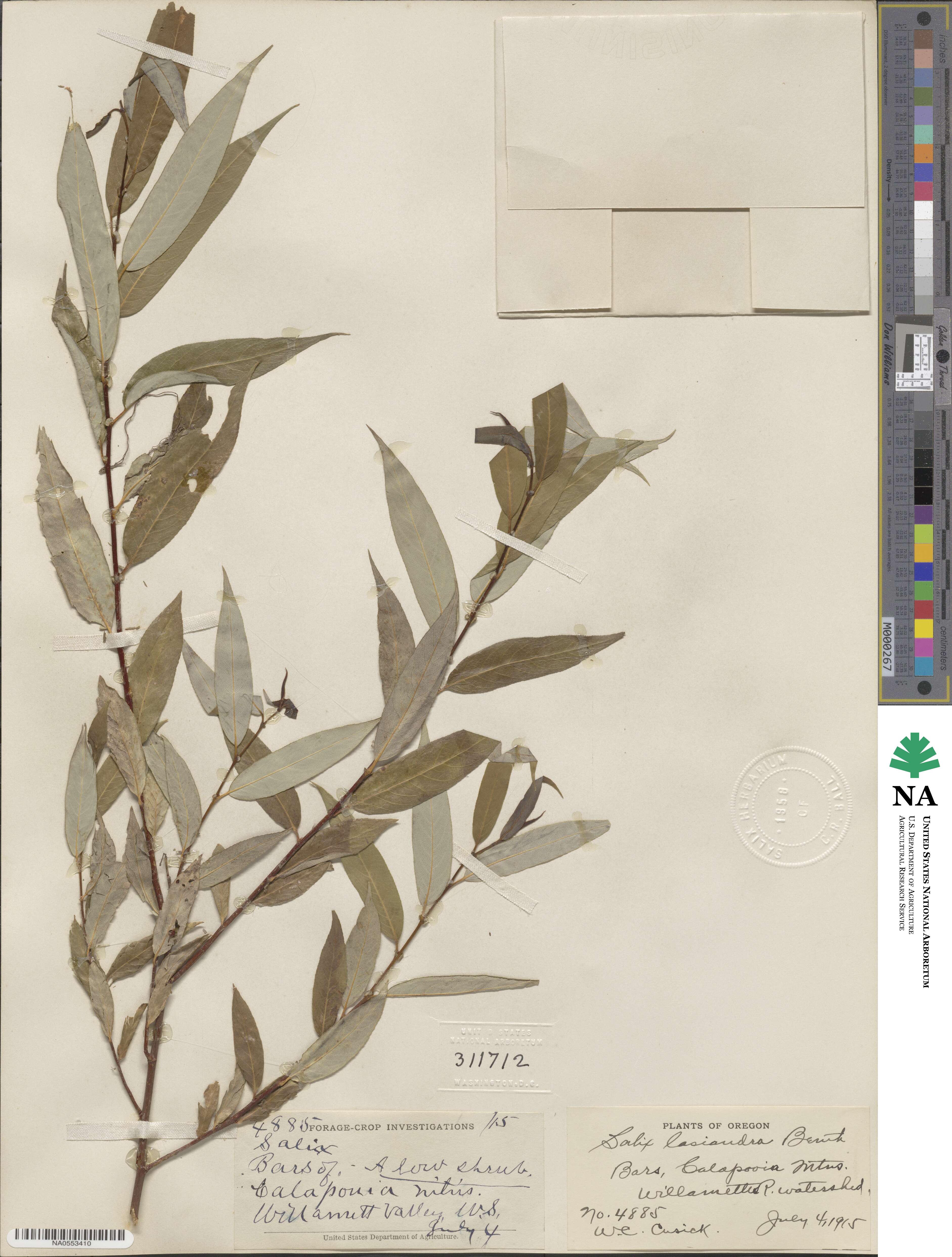 Salix lucida subsp. lasiandra image