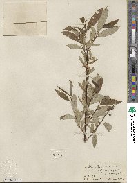 Salix lucida subsp. lasiandra image