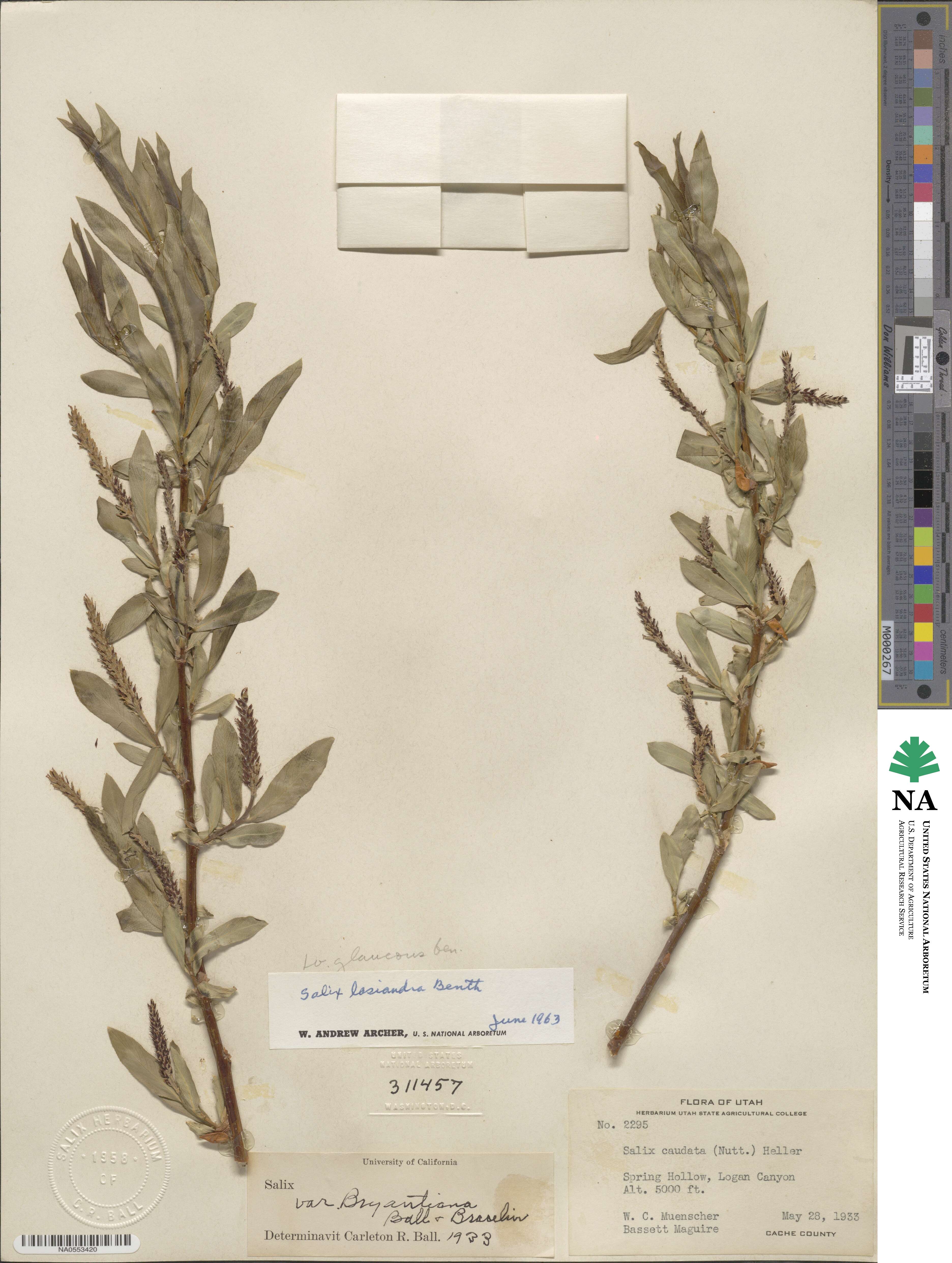 Salix lucida subsp. lasiandra image