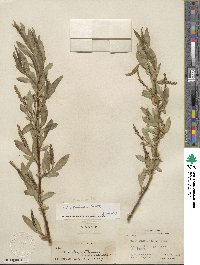 Salix lucida subsp. lasiandra image