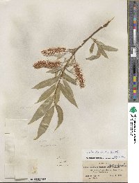 Salix lucida image