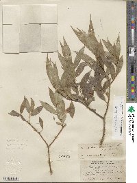 Salix lucida subsp. lasiandra image