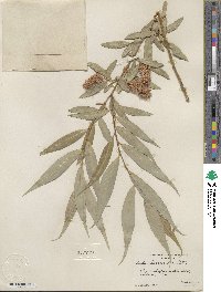 Salix lucida subsp. lasiandra image