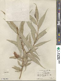 Salix lucida subsp. lasiandra image