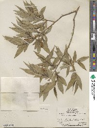 Salix lucida subsp. lasiandra image