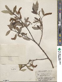 Salix lucida subsp. lasiandra image