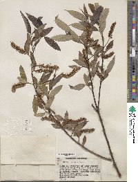 Salix lucida subsp. lasiandra image