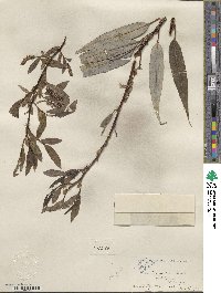 Salix lucida subsp. lasiandra image