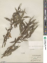 Salix lucida subsp. lasiandra image