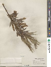 Salix lucida subsp. lasiandra image