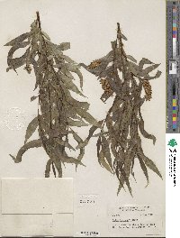 Salix lucida subsp. lasiandra image