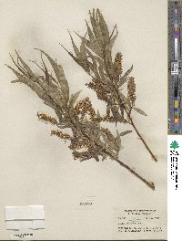 Salix lucida subsp. lasiandra image