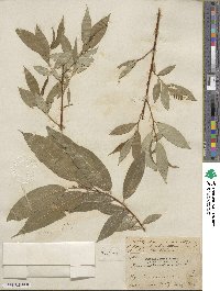 Salix lucida subsp. lasiandra image