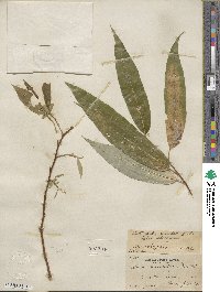 Salix lucida subsp. lasiandra image