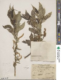 Salix lucida subsp. lasiandra image