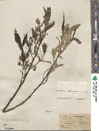 Salix lucida subsp. lasiandra image