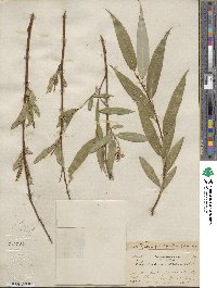 Salix lucida subsp. lasiandra image