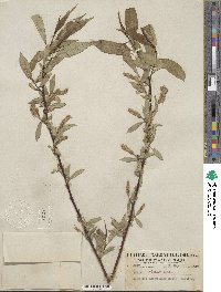 Salix lucida subsp. lasiandra image