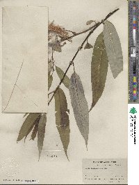 Salix lucida subsp. lasiandra image