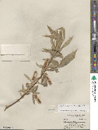 Salix lucida subsp. lasiandra image