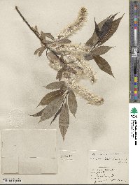 Salix lucida image