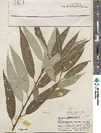 Salix lucida subsp. lasiandra image