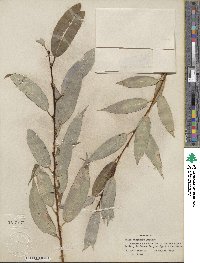 Salix lucida subsp. lasiandra image