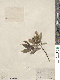 Salix lucida subsp. lasiandra image