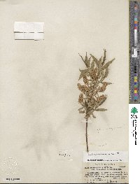 Salix lucida subsp. lasiandra image