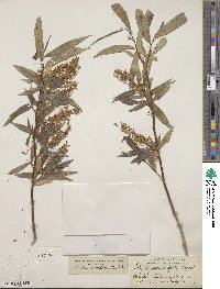 Salix lucida subsp. lasiandra image