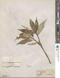 Salix lucida image