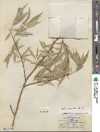 Salix lucida subsp. lasiandra image