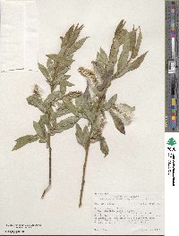 Salix lucida subsp. caudata image