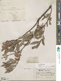 Salix lucida subsp. lasiandra image