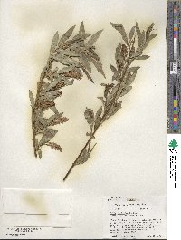 Salix lucida subsp. caudata image