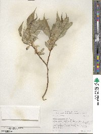 Salix lucida subsp. caudata image