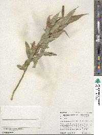 Salix lucida subsp. caudata image