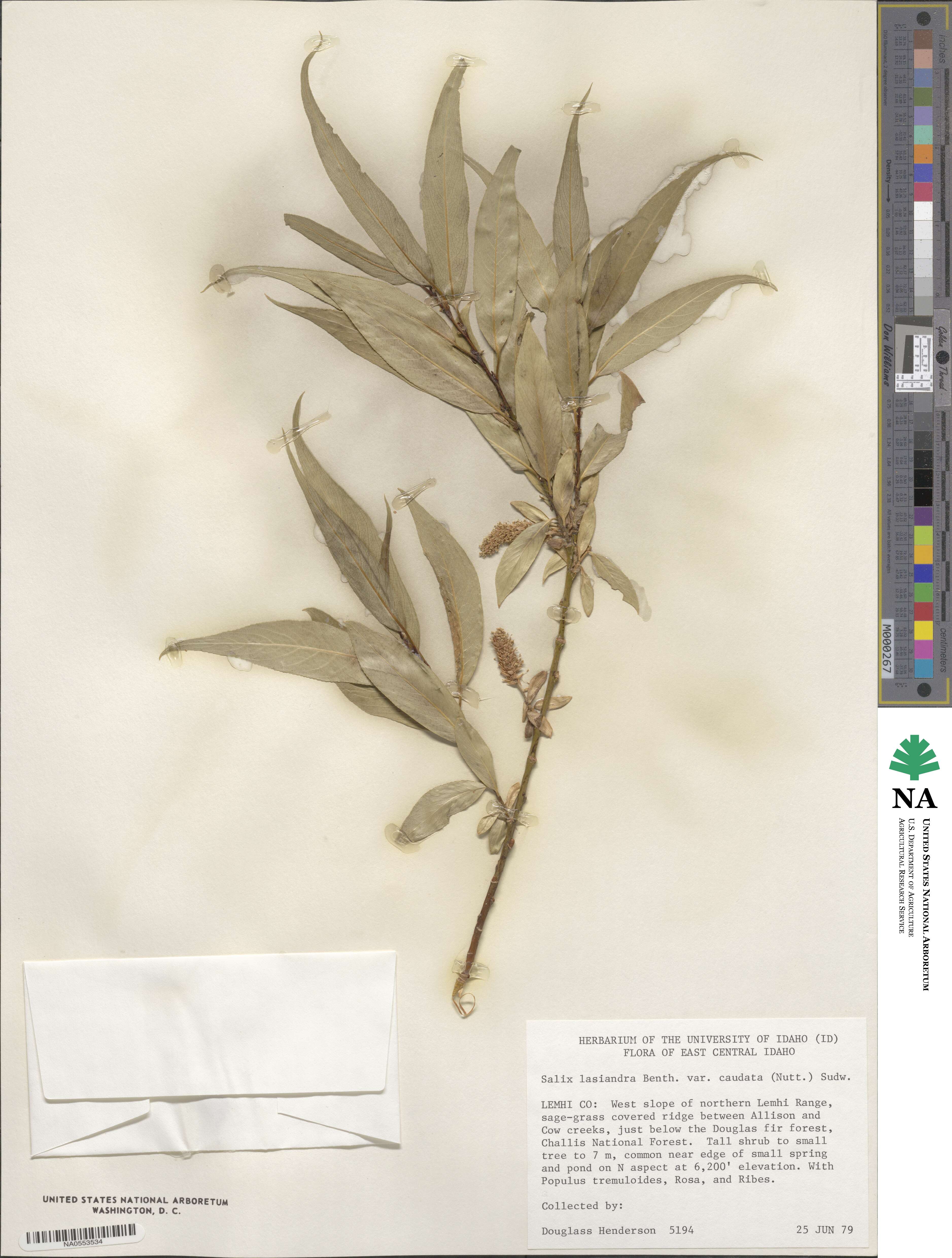Salix lucida subsp. caudata image